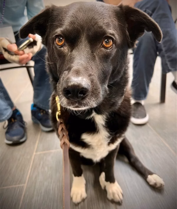 Read to the Dogs at the International District Public Library