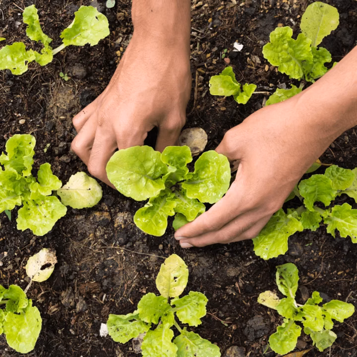 Grow Your Own Garden Club
